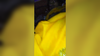 Desi lies still while XXX cameraman films naked boobs and hairy pussy | XXX Video on AllSex.XXX