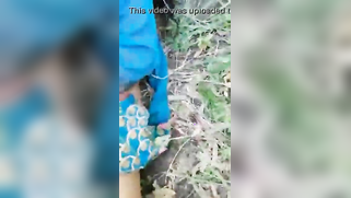 Goal-seeking guy tries to convince the girl to have outdoor Indian sex | XXX Video on AllSex.XXX