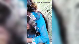 Goal-seeking guy tries to convince the girl to have outdoor Indian sex | XXX Video on AllSex.XXX