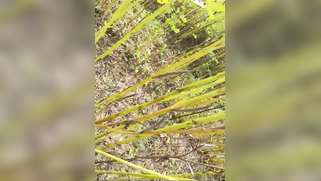 Desi female peasant makes dick hard by handjob and puts condom on it | XXX Video on AllSex.XXX