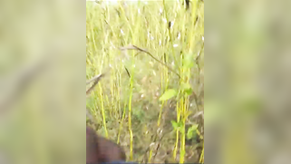 Desi female peasant makes dick hard by handjob and puts condom on it | XXX Video on AllSex.XXX