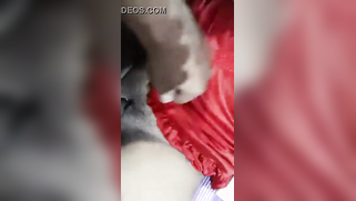 Hard XXX truncheon penetrates Bengali woman's vag after she sucks it | XXX Video on AllSex.XXX