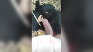 There's nobody around so the Indian bitch can suck XXX instrument | XXX Video on AllSex.XXX