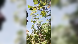 Playful aunty exposes her cherry to nephew during XXX walk in the park | XXX Video on AllSex.XXX