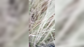 Village Girl Showed Her Hairy Pussy To Her Lover In The Field Before Having Sex - Viral Xxx Mms | XXX Video on AllSex.XXX