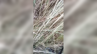 Village Girl Showed Her Hairy Pussy To Her Lover In The Field Before Having Sex - Viral Xxx Mms | XXX Video on AllSex.XXX