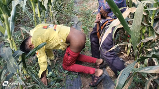 Indian Worker Fucked Colleague’s Tight Ass In Cornfield, Leaving It Wrecked And Quivering | XXX Video on AllSex.XXX