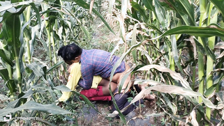 Indian Worker Fucked Colleague’s Tight Ass In Cornfield, Leaving It Wrecked And Quivering | XXX Video on AllSex.XXX