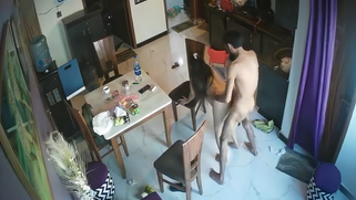 Pregnant Desi bhabhi deepthroats hubby then gets plowed doggy style on dining table; Leaked IPCAM