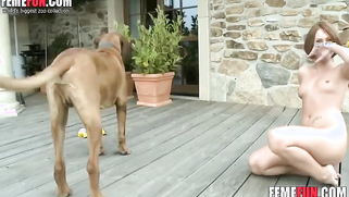 Bestiality seduction porn plan succeeded and dog wanted to nail owner | XXX Video on AllSex.XXX